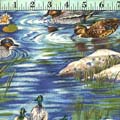 Duck Pond Duck Pond